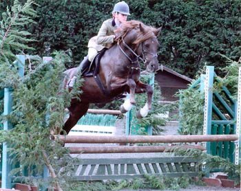 Hollybrooke Tinker winning WHP